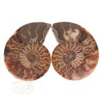 Ammoniet Fossiel paartje Nr 59 - 425  gram, Verzenden, Nieuw