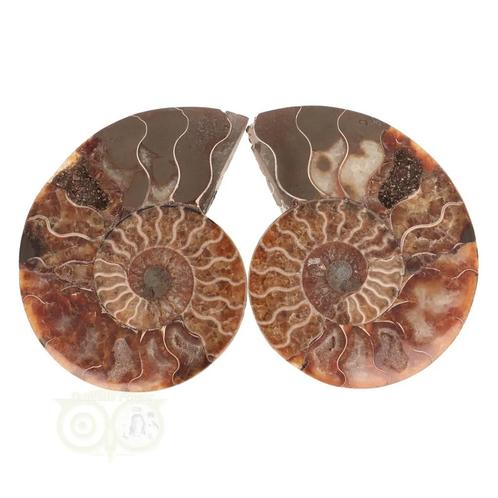 Ammoniet Fossiel paartje Nr 59 - 425  gram, Handtassen en Accessoires, Edelstenen, Nieuw, Verzenden