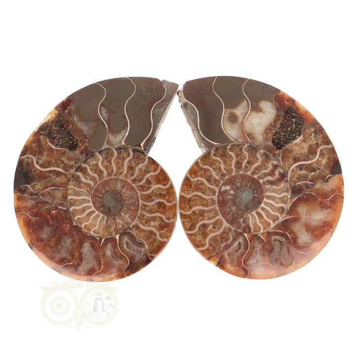 Ammoniet Fossiel paartje Nr 59 - 425  gram, Handtassen en Accessoires, Edelstenen, Nieuw, Verzenden