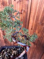 Jeneverbes bonsai (Juniperus) - Hoogte (boom): 20 cm -