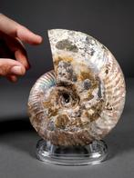 Iriserende ammoniet - Gefossiliseerde schelp - Aioloceras