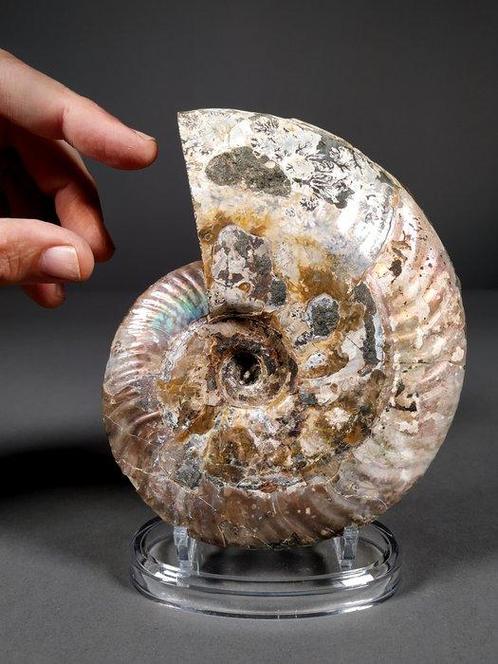 Iriserende ammoniet - Gefossiliseerde schelp - Aioloceras, Verzamelen, Mineralen en Fossielen