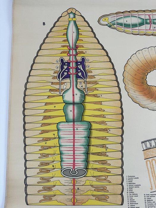 Vintage zoölogische schoolkaart – “Earthworm / Lombriz de, Antiek en Kunst, Curiosa en Brocante