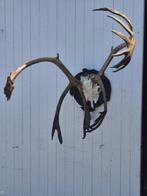 Caribou Support mural pour taxidermie - Rangifer tarandus -, Nieuw
