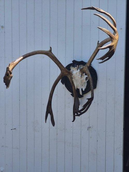Caribou Support mural pour taxidermie - Rangifer tarandus -, Verzamelen, Dierenverzamelingen