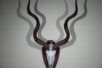 Greater Kudu Schedel - Tragelaphus strepsiceros - 33 cm -, Verzamelen, Dierenverzamelingen, Nieuw