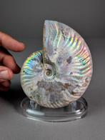 Iriserende ammoniet - Gefossiliseerde schelp - Aioloceras, Verzamelen, Mineralen en Fossielen