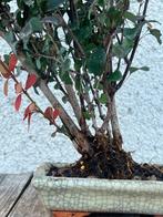 Bonsai Berberis - Hoogte (boom): 20 cm - Diepte (boom): 25