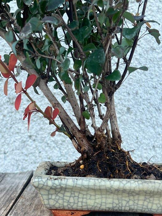 Bonsai Berberis - Hoogte (boom): 20 cm - Diepte (boom): 25, Antiek en Kunst, Curiosa en Brocante