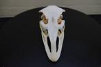 Struisvogel Schedel - Struthio camelus - 0 cm - 17.5 cm - 10, Nieuw