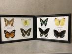 Vlinder Taxidermie wandmontage - LEPIDOPTERA - 175 mm - 225, Verzamelen, Dierenverzamelingen, Nieuw