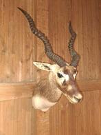Blackbuck, ook bekend als Indiase antilope Taxidermie, Verzamelen, Dierenverzamelingen, Nieuw
