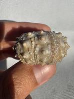 Zee-egel - Gefossiliseerd dier - Conopygus - 3.8 cm (Zonder, Verzamelen