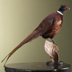 Fazant Taxidermie Opgezette Dieren By Max, Ophalen of Verzenden, Nieuw, Vogel, Opgezet dier