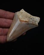 Mégalodon - Dent fossile - Otodus Megalodon, Verzamelen