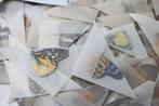 Grote collectie gedroogd bewaard ongerepte tropische, Nieuw