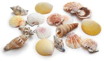 Schelpenmix Medium 1 kilo beschikbaar voor biedingen