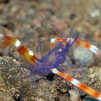 Stenopus Tenuirostris (Blauwe Kappersgarnaal), Dieren en Toebehoren, Vissen | Aquariumvissen