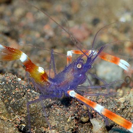 Stenopus Tenuirostris (Blauwe Kappersgarnaal), Dieren en Toebehoren, Vissen | Aquariumvissen
