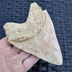 Grand requin mégalodon à dents ultra dentelées de haute