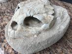Schildpad - Fossiel skelet - Lytoloma elegance - 19 cm - 16, Verzamelen, Mineralen en Fossielen