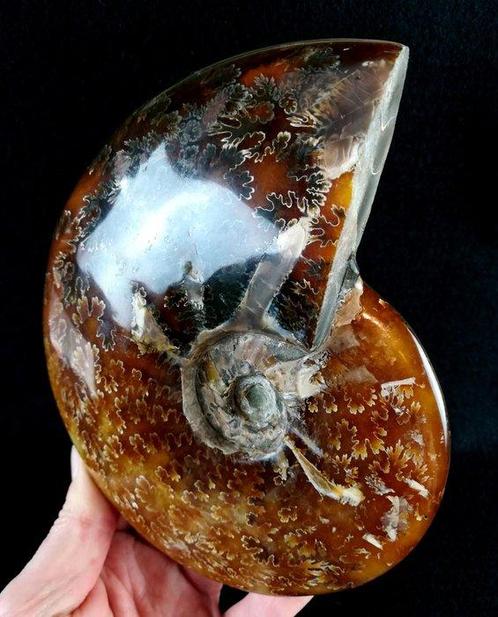 Ammoniet - Gefossiliseerd dier - Aioloceras (Cleoniceras), Verzamelen, Mineralen en Fossielen