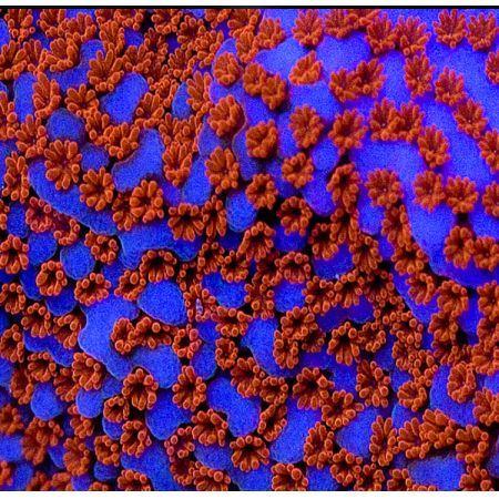 Montipora Superman Frag (Ong. 3 cm), Dieren en Toebehoren, Vissen | Aquariumvissen
