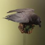 Raaf Taxidermie Opgezette Dieren By Max, Verzamelen, Ophalen of Verzenden, Nieuw, Vogel, Opgezet dier