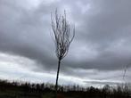Sierboom - Robinia (x1), Tuin en Terras, Planten | Bomen