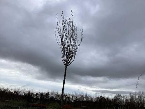 Sierboom - Robinia (x1), Tuin en Terras, Planten | Bomen