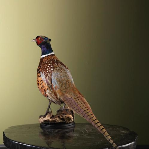 Fazant Taxidermie Opgezette Dieren By Max, Verzamelen, Dierenverzamelingen, Opgezet dier, Nieuw, Vogel, Ophalen of Verzenden