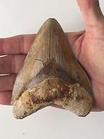 Énorme dent de Megalodon 11,1 cm (4,37 pouces) - Dent, Verzamelen, Mineralen en Fossielen