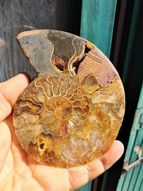 Ammoniet - Gefossiliseerd dier - Aioloceras (Cleoniceras), Verzamelen, Mineralen en Fossielen