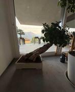 Vijgenboom bonsai (Ficus) - Hoogte (boom): 100 cm - Diepte