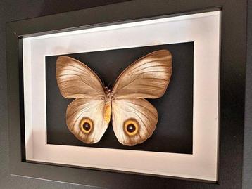 Vlinder Taxidermie volledige montage - Taenaris Urania