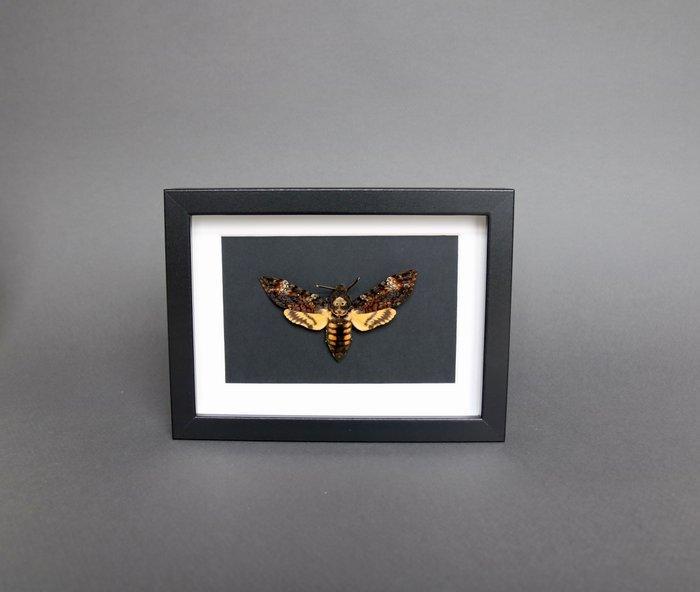 Mot Taxidermie volledige montage - Acherontia atropos - 20, Verzamelen, Dierenverzamelingen