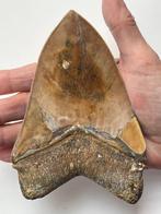 Grote Megalodon tand 14,4 cm - Fossiele tand - Carcharocles, Verzamelen, Mineralen en Fossielen