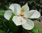 Geurolie Magnolia voor melts kaarsen en zeep 20 ml, Nieuw
