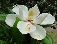 Geurolie Magnolia voor melts kaarsen en zeep 20 ml, Hobby en Vrije tijd, Knutselen, Nieuw
