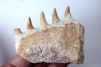Mosasaure - peu commun - Mâchoire fossilisée - Platecarpus