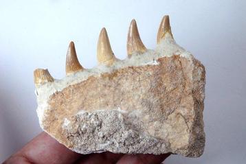 Mosasaure - peu commun - Mâchoire fossilisée - Platecarpus