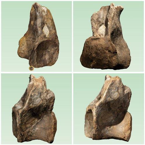 Grote dinosauruswervel - zeldzame vondst - Fossiel bot -, Verzamelen, Mineralen en Fossielen