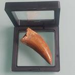 Dinosaurus - Fossiele tand - Carcharodontosaurus sp. - 70 mm, Verzamelen