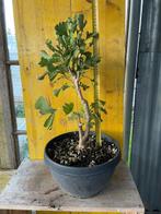 Ginkgo bonsai (Ginkgo biloba) - Hoogte (boom): 50 cm -