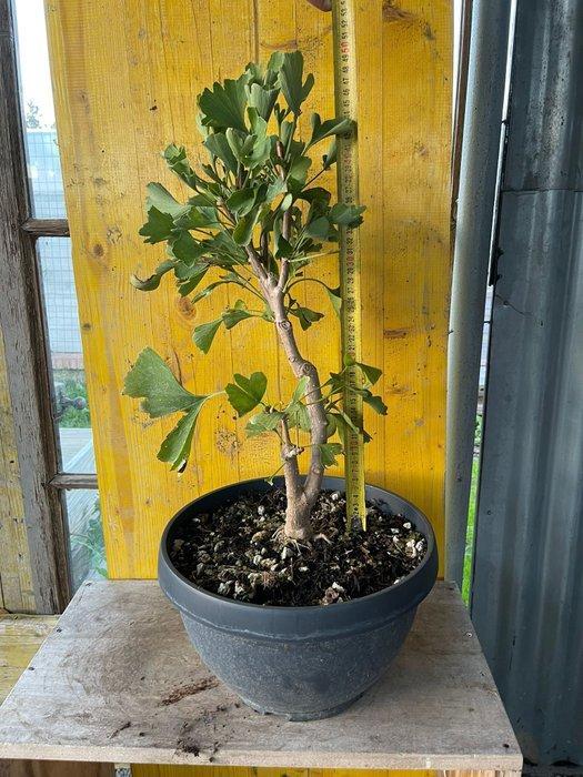 Ginkgo bonsai (Ginkgo biloba) - Hoogte (boom): 50 cm -, Antiek en Kunst, Curiosa en Brocante