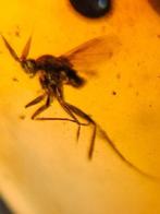 Insekt - Fossiele cabochon - Diptera  (Zonder Minimumprijs)