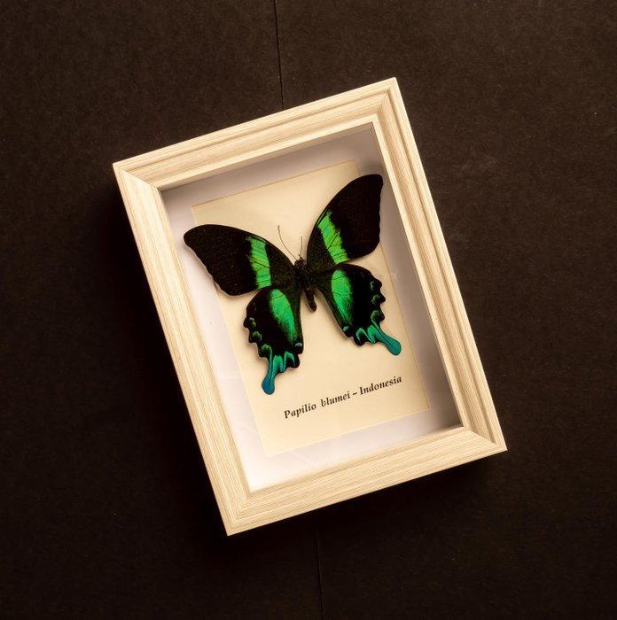 Vlinder Taxidermie volledige montage - Papilio Blumei - 20.5, Verzamelen, Dierenverzamelingen