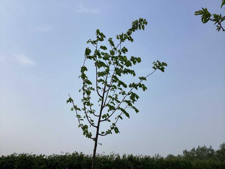 Bomen - Linde (x5), Jardin & Terrasse, Plantes | Arbres