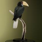 Gewone Jaarvogel V Taxidermie Opgezette Dieren By Max, Ophalen of Verzenden, Nieuw, Vogel, Opgezet dier