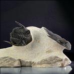Paar trilobieten op Matrix - Gefossiliseerd dier - Mrakibina, Verzamelen, Nieuw